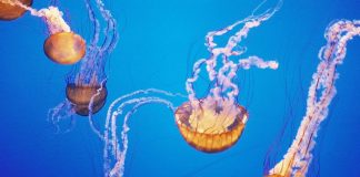 Specii uimitoare de meduze, află aici mai multe detalii
