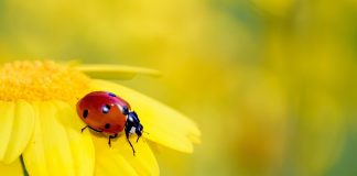 Stiați că gărgărița sau buburuza este numită Creatura Domnului