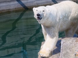 Ursul polar, unul dintre cele mai mari carnivore din familia Ursidae