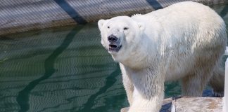 Ursul polar, unul dintre cele mai mari carnivore din familia Ursidae