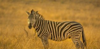 Zebra, face parte din familia calului