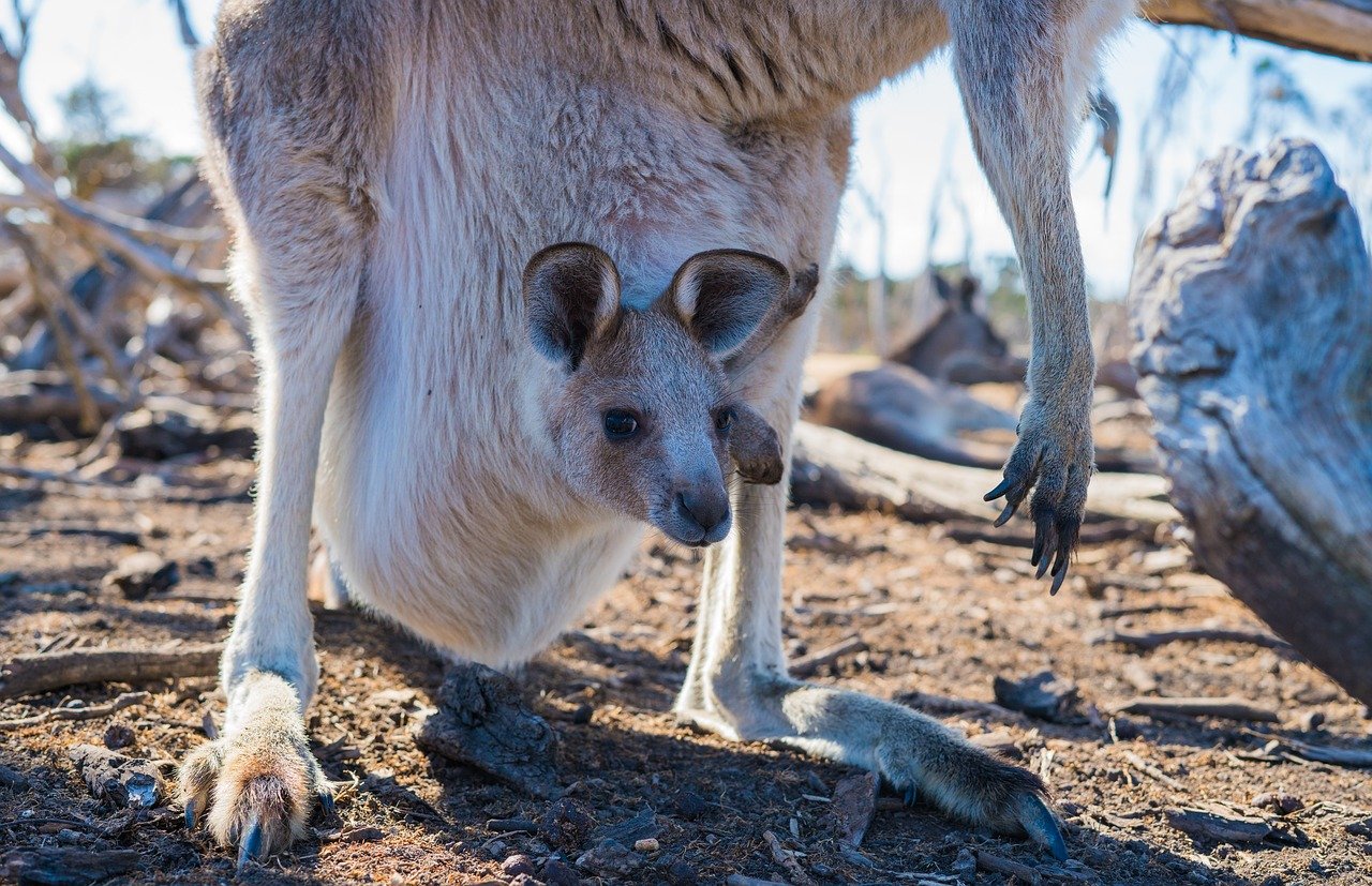 cangur in marsupiu