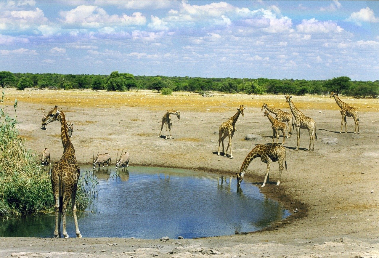 grup de girafe