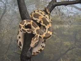 Șarpele boa constrictor, o specie fascinantă de șerpi