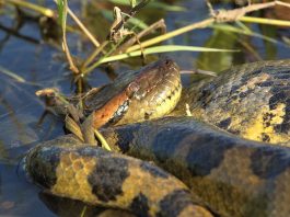 Anaconda, cel mai mare șarpe din lume din familia Boa