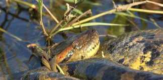 Anaconda, cel mai mare șarpe din lume din familia Boa