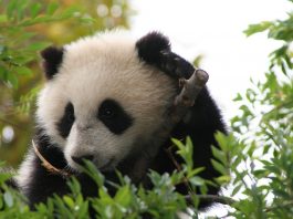 Animalul Panda gigant, un cățărător bun din China