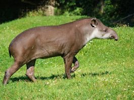 Animalul Tapir, un mamifer asemănător cu porcul