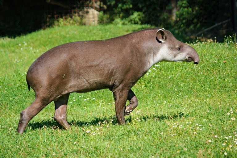 Animalul Tapir, un mamifer asemănător cu porcul - Deștepți.ro