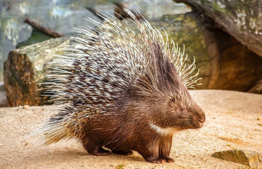Animalul porc spinos, animale nocturne erbivore Animalul porc spinos, animale nocturne erbivore
