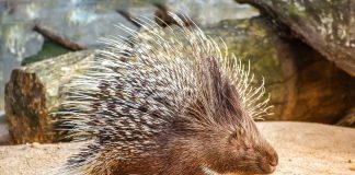 Animalul porc spinos, animale nocturne erbivore