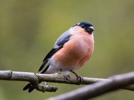 Botgrosul, o pasărea cu ciocul gros