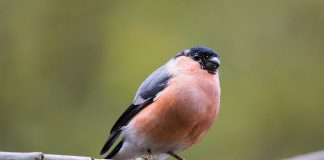 Botgrosul (Coccothraustes coccothraustes), pasărea cu cioc gros și puternic din pădurile temperate Botgrosul, o pasărea cu ciocul gros