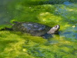 Broasca țestoasă de apă (Emys orbicularis), un animal de pradă de apă dulce