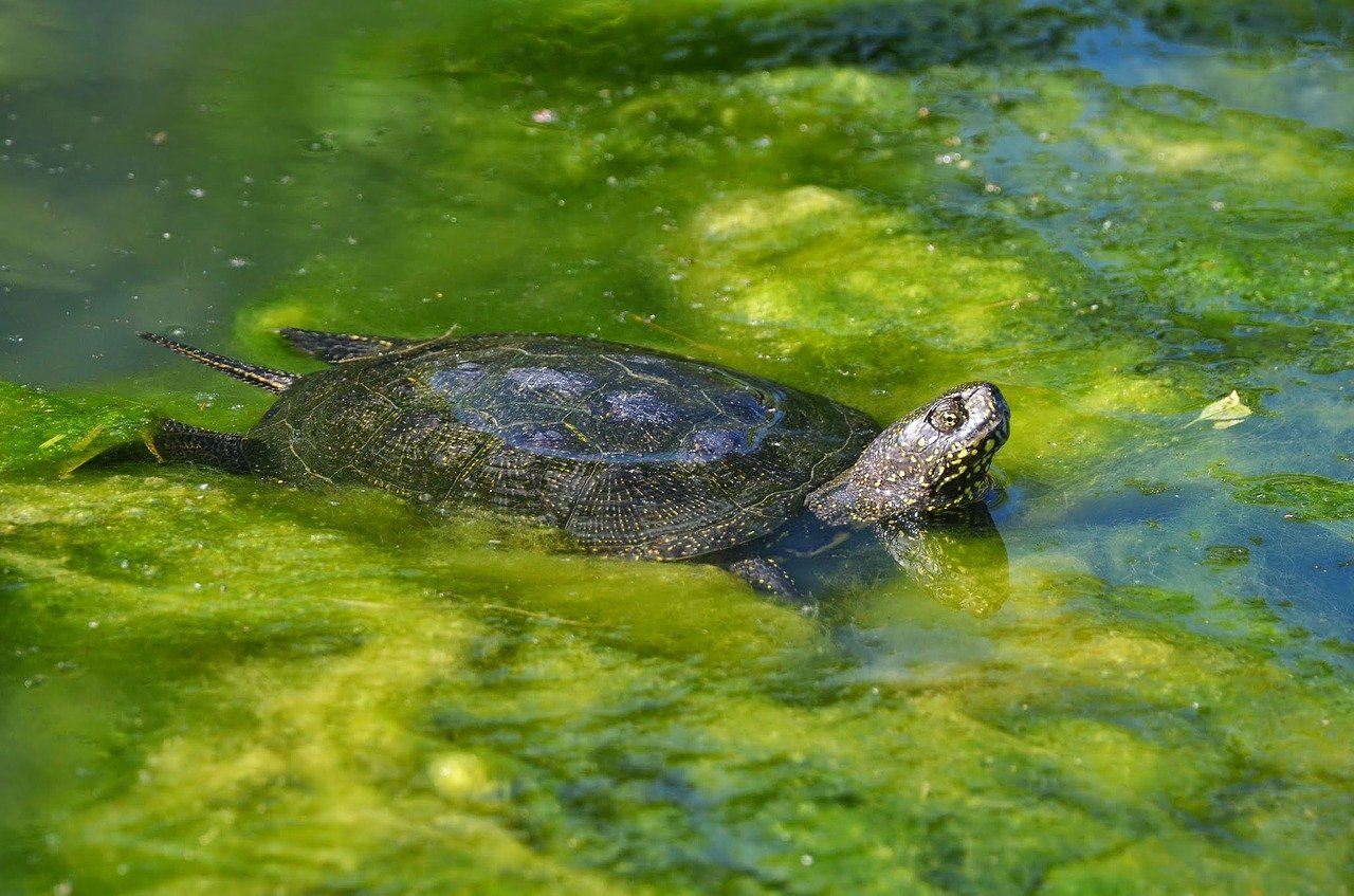 Broasca țestoasă de apă (Emys orbicularis), un animal de pradă de apă dulce