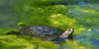 Broasca țestoasă de apă (Emys orbicularis), un animal de pradă de apă dulce