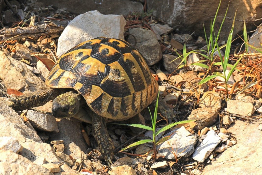 Broasca țestoasă de uscat, cea mai cunoscută specie