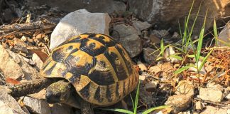 Broasca țestoasă de uscat, cea mai cunoscută specie