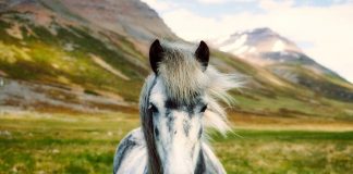 Calul sălbatic, află aici toate caracteristicile acestei specii