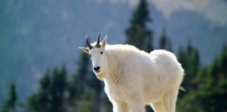 Capra de munte, un animal tipic alpin