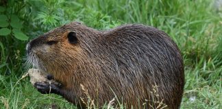 Castorul, mamifere rozătoare medii ce construiesc baraje