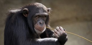 Cimpanzeul și gorila, artropode africane asemănătoare oamenilor