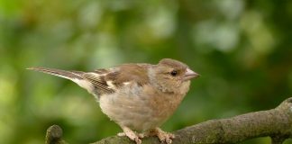 Cinteza (Fringilla coelebs), pasărea puțin pretențioasă și răspândită în Europa Cinteza (Frigilla coelebs), o pasăre puțin pretențioasă
