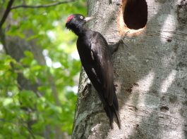 Ciocănitoarea Neagră (Dryocopus Martius), cea mai mare ciocănitoare din toată Europa