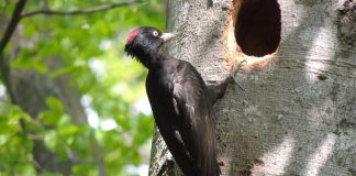Ciocănitoarea Neagră (Dryocopus Martius), cea mai mare ciocănitoare din toată Europa
