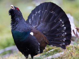 Cocoșul de munte (Tetrao urogallus), cele mai mari păsări terestre din România