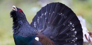 Cocoșul de munte (Tetrao urogallus), cele mai mari păsări terestre din România