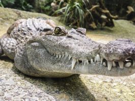 Crocodilul, o reptilă uriașă strămoș al dinozaurilor