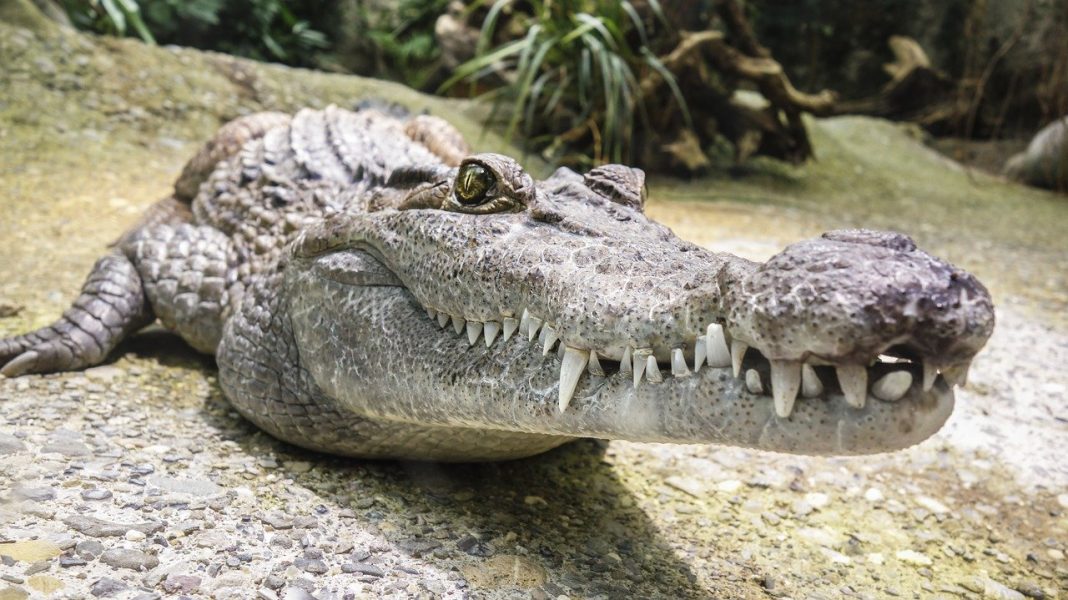 Crocodilul, o reptilă uriașă strămoș al dinozaurilor