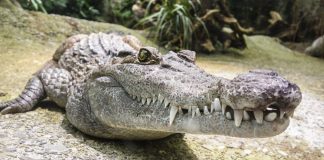 Crocodilul, o reptilă uriașă strămoș al dinozaurilor