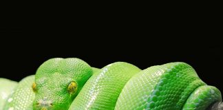 Curiozități despre șarpe, află totul aici
