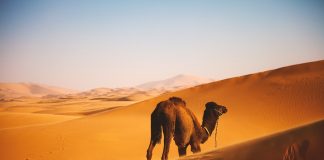 Cămila, un mamifer specific Asiei. Vezi de ce i se spune corabia