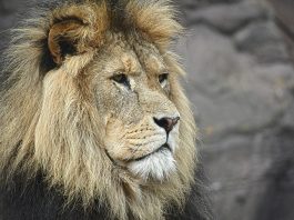 Descoperă lucruri interesante despre leu (Panthera leo)