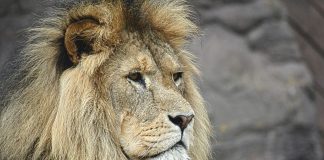 Descoperă lucruri interesante despre leu (Panthera leo)