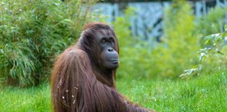 Despre urangutan, află cele mai interesante lucruri