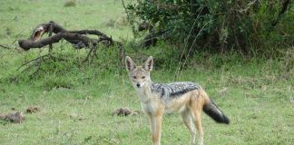 Despre șacal, poate atinge o viteză de până la 16 km pe oră