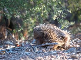 Echidna - Furnicarul marsupial, un animal terestru și nocturn