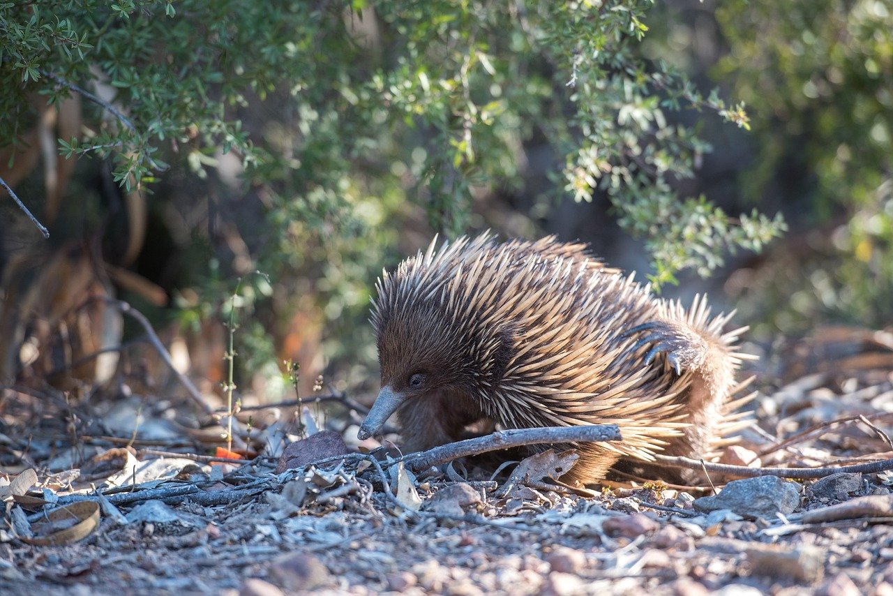 Echidna - Furnicarul marsupial, un animal terestru și nocturn