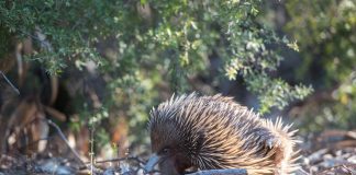 Echidna - Furnicarul marsupial, un animal terestru și nocturn