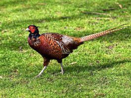 Fazanul (phasianus colchicus), pasărea mică de culoare brună-arămie