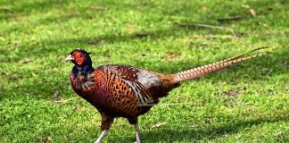 Fazanul (Phasianus colchicus), pasărea de vânătoare apreciată pentru carnea sa Fazanul (phasianus colchicus), pasărea mică de culoare brună-arămie