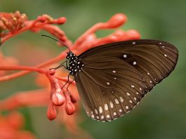 Fluturi, specii de insecte frumos colorate aparținând ordinului Lepidoptera