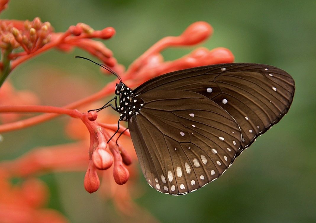 Fluturi, specii de insecte frumos colorate aparținând ordinului Lepidoptera