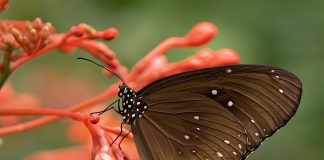 Fluturi, specii de insecte frumos colorate aparținând ordinului Lepidoptera