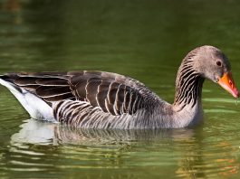 Gâsca de vară (Anser Anser), cea mai mare dintre speciile de gâște