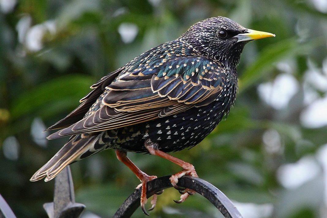 Graurul (Familia Sturnidae), se aseamănă mult cu un corb Graurul (Familia Sturnidae), se aseamănă mult cu un corb